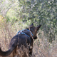 Illustration for article titled Toby Hike Day: Wellbarn Road to San Joaquin River Trail